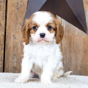Cavalier King Charles Spaniel Puppy Dominoe