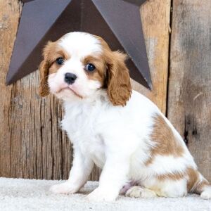 Cavalier King Charles Spaniel Puppy Dominoe