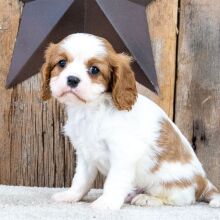 Cavalier King Charles Spaniel Puppy Dominoe