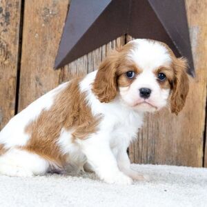 Cavalier King Charles Spaniel Puppy Dominoe