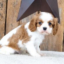 Cavalier King Charles Spaniel Puppy Dominoe