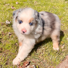 Australian Shepherd Puppy Lulu