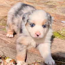 Australian Shepherd Puppy Lulu