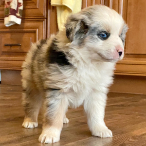 Australian Shepherd Puppy Lulu