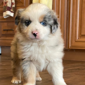 Australian Shepherd Puppy Lulu