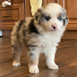 Australian Shepherd Puppy Lulu