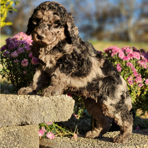 Poodle Puppy DaVinci