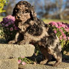 Poodle Puppy DaVinci