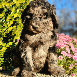 Poodle Puppy DaVinci