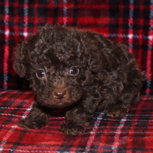 Poodle Puppy Peanut