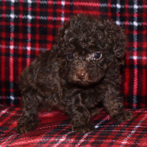 Poodle Puppy Peanut