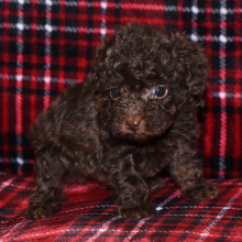 Poodle Puppy Peanut