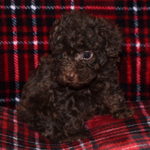 Poodle Puppy Peanut