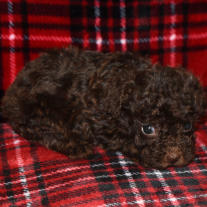 Poodle Puppy Peanut
