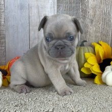 French Bulldog Puppy Utah