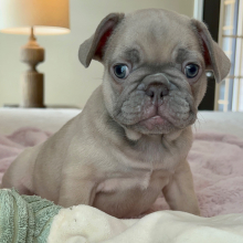 French Bulldog Puppy Utah