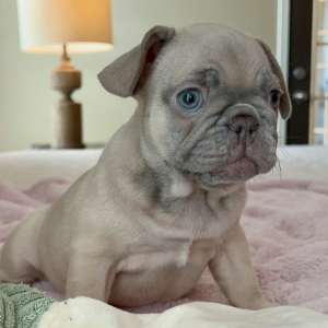 French Bulldog Puppy Utah