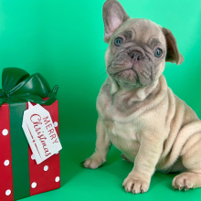French Bulldog Puppy Utah