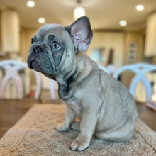 French Bulldog Puppy Utah
