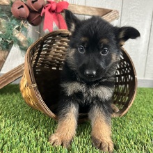 German Shepherd Dog Puppy Nick
