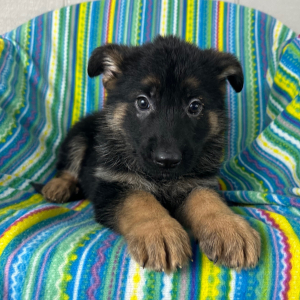 German Shepherd Dog Puppy Nick