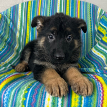German Shepherd Dog Puppy Nick