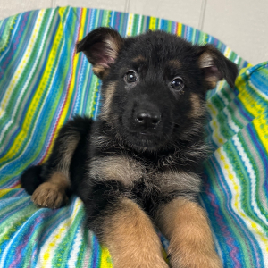 German Shepherd Dog Puppy Nick