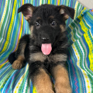 German Shepherd Dog Puppy Nick