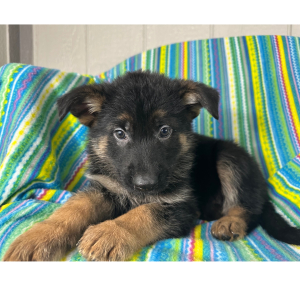 German Shepherd Dog Puppy Nick