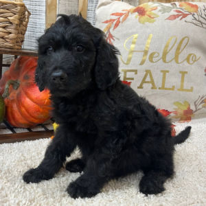 Goldendoodle Puppy Sky