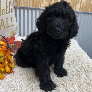 Goldendoodle Puppy Sky