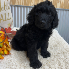 Goldendoodle Puppy Sky