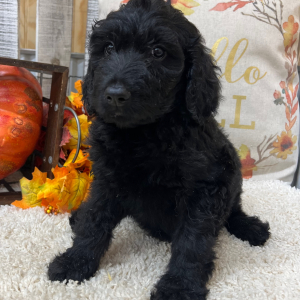 Goldendoodle Puppy Sky