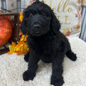 Goldendoodle Puppy Sky