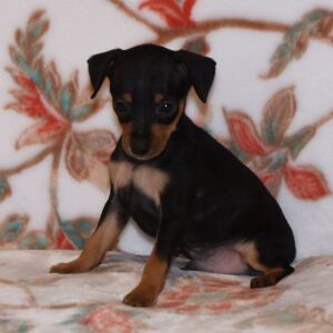 Miniature Pinscher Puppy Tucker