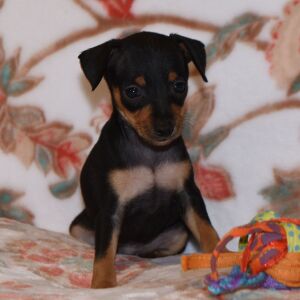 Miniature Pinscher Puppy Tucker