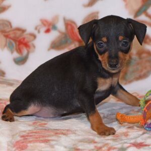 Miniature Pinscher Puppy Tucker