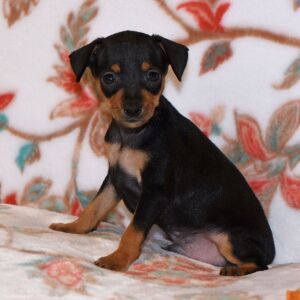 Miniature Pinscher Puppy Tucker