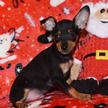 Miniature Pinscher Puppy Tucker