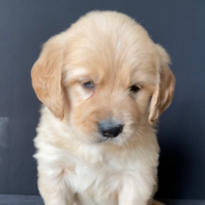Golden Retriever Puppy Mollie