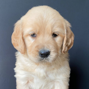 Golden Retriever Puppy Mollie