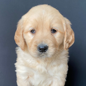 Golden Retriever Puppy Mollie