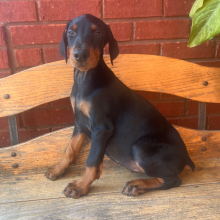Doberman Pinscher Puppy Topaz
