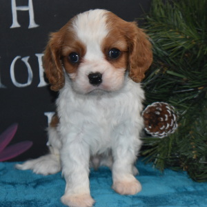 Cavalier King Charles Spaniel Puppy Rebel