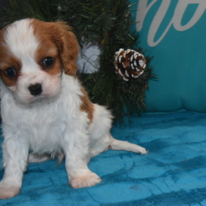 Cavalier King Charles Spaniel Puppy Rebel