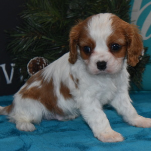 Cavalier King Charles Spaniel Puppy Rebel