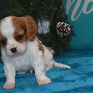 Cavalier King Charles Spaniel Puppy Rebel