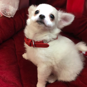 Chihuahua Puppy Lil Joseph