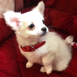 Chihuahua Puppy Lil Joseph