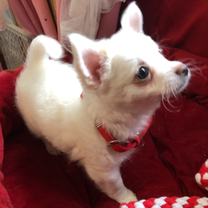Chihuahua Puppy Lil Joseph